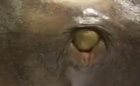 Yellow turd in close up  video