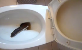 Long turd in the toilet